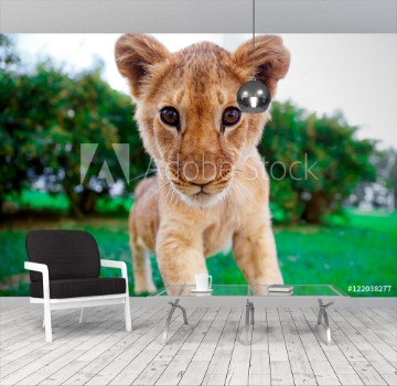 Bild på Lion cub staring at the eyes in green sunny savanna